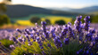 A lavender field, with the rolling hills of Provence as the background, during peak bloom