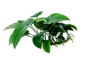 side view dark green leaves of anubias barteri broad leaf the tropical aquarium plant isolated on tr