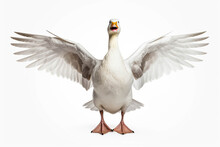 Elegant Profile: A Goose's Portrait,goose Isolated On White,goose Isolated On White Background