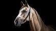  a close up of a brown and white horse with a bridle on it's head and a black background.  generative ai