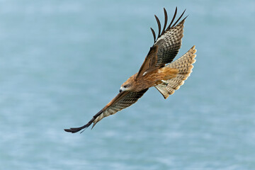 Wall Mural - A black-eared kite (Milvus migrans lineatus/formosanus) in flight