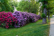 Flowering rhododendrons in the city park in Bad Hersfeld town. Germany.