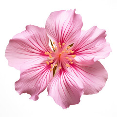 Wall Mural - Pink Flower Blossom Isolated on White Background