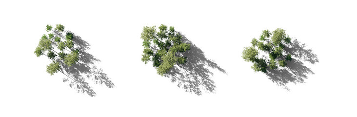 Wall Mural - Forest top view group of trees Birch betula trees isolated png in sunny daylight on a transparent background with realistic shadow perfectly cutout