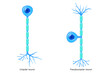 Unipolar neuron and Pseudo unipolar neuron structure vector. Nerve cell anatomy.