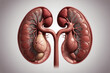 Human Kidneys Organ Design Element