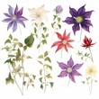 Set of watercolor clematis flowers on white background clipart