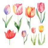 Fototapeta Tulipany - Set of watercolor tulips flowers on white background clipart