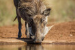 Common warthog portrait drinking in waterhole in Kruger National park, South Africa ; Specie Phacochoerus africanus family of Suidae