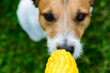 Concept dog and corn. Can dogs eat corn? Is corn a safe treat for dogs?