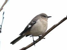 Small Northern Mockingbird Songbird Perched On A Branch Of A Tree Against A Natural Landscape