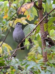 Gray Catbird bird perched on a branch of a tree in a sunny outdoor setting