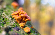 Flammulina Filiformis, An Edible Mushrooms Growing On Green Moss Close Up In The Natural Environment In Autumnal Yellow Forest In Autumn ( Winter Mushrooms, Wild Enoki, Enokitake, Golden Needle )