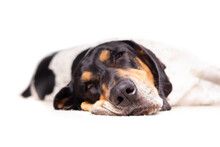 Large Dog Sleeping Headshot With Defocused Body. Close Up Of Extra Large Puppy Dog With Skin Scrunched Up Face. Male Bluetick Coonhound Or Coon Dog, Black And White Mottled. Selective Focus On Nose