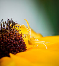 Close Up Of Crab Spider Using Camouflage To Blend Into Yellow Black Eyed Susan Garden Flower To Catch Flies, Macro Insect Photo