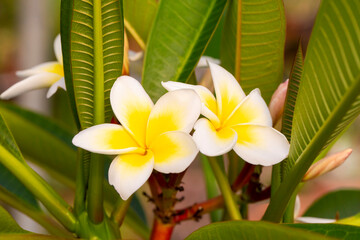 Canvas Print - Plumeria is a genus of the Apocynaceae family. Plumeria alba