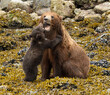 Brown Bear Cub with Its Mother