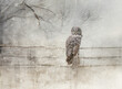 Great Gray Owl Perched on Post