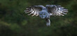 Great Gray Owl In Flight
