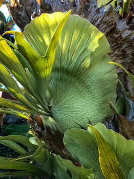 Staghorn fern close up 