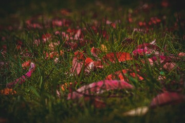 Poster - Lush green patch of grass with a variety of foliage scattered throughout