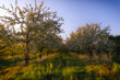 spring in the orchard