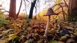 Pilze im herbstlichen Laubwald mit goldgelben Blättern,  Herbststimmung, Wald, Waldboden, Forst, Moos, Sonnenstrahlen, Drohne