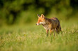 Red fox standing in green grass in sunny day, looking to the left