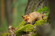 Red fox standing on the ground full of moss with trees around. Wild life nature. Vulpes vulpes.