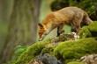 Sniffing red fox on the rocks in the green forest.