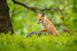 A young fox hatchling from a tall blueberry tree, standing on a lonely stone in a green spring forest