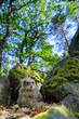 Eurasian eagle-owl chick hiding between rocks in the forest