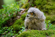 Young eurasian eagle-owl on the moss looking to the left side.