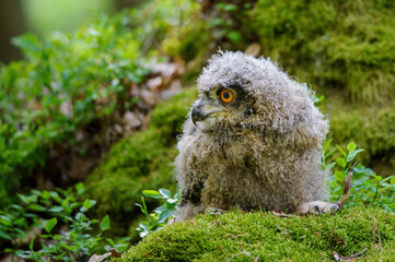 Poster - Young eurasian eagle-owl on the moss looking to the left side.