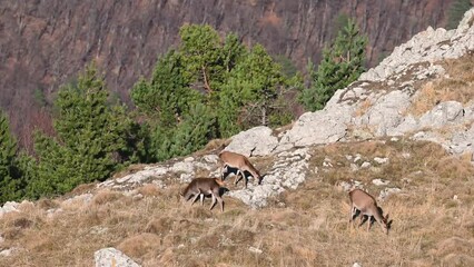 Wall Mural - Group wild roe deer Capreolus capreolus eating in the wild. Close up.