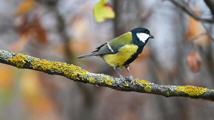 Wall Mural - Great tit Parus major in the wild. Songbird great tit sits on a stick eats and flies away. Slow motion.