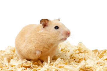 Surprised hamster. Hamster isolated on white background.