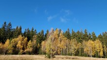 Yellow Birch Trees On Background Of Blue Sky. Autumn Forest  In Karkonosze National Park. Poland