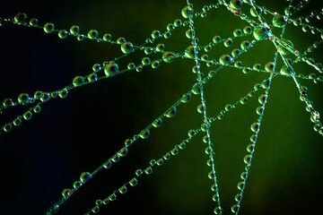water droplets on a web , abstract background , macro photography