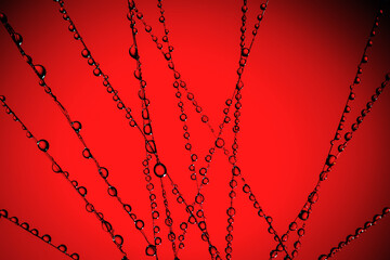 water droplets on a web , abstract background , macro photography