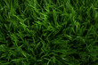 Top-down view of uncut grass, external surface material texture
