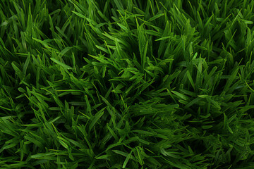 Sticker - Top-down view of uncut grass, external surface material texture