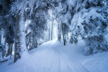 Road In Snowy Forest In Fog In Beautiful Winter Day. Colorful Landscape With Trees In Snow, Trail In Evening. Snowfall In Foggy Woods. Wintry Woodland. Snow Covered Forest At Dusk. Trees In Hoar