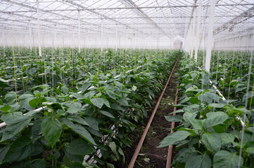 Wall Mural - Big ripe sweet bell peppers, paprika plants growing in glass greenhouse, bio farming in the Netherlands