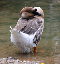 The African Goose In Wild, Is A Breed Of Goose. The African Goose Breed Most Likely Originated In China, Despite The Name.