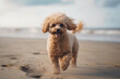 Poodle at the beach