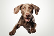 A playful and contented brown Weimaraner dog frolics, isolated against a transparent background. Generative Ai.