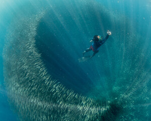 Wall Mural - Swimming in a school of sardines in the Philippines 