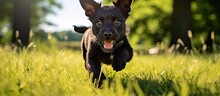 The Cute Black Puppy Wagged Its Tail And Happily Ran Across The Grassy Floor Casting A Beautiful Shadow As It Played Showing Off Its Adorable Canine Tongue Reminding Us Of The Joy That Come