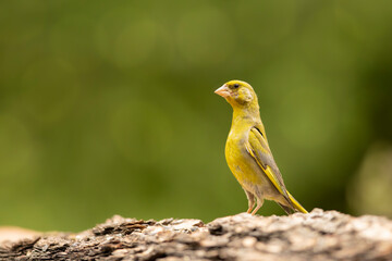 Wall Mural - Bird - European Greenfinch (Chloris chloris) is a small songbird of the family Fringillidae and order of the Passeriformes.